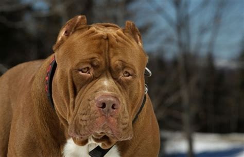 Chó pitbull có giá bao nhiêu trên thị trường việt nam giá dịch vụ cắ t tai cho chó pitbull. Video: Chú chó pitbull lớn nhất thế giới nặng 80kg