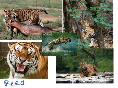 Showme Bengal Tiger Adaptations