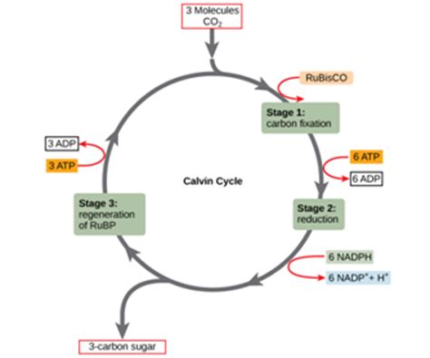 These glucose molecules are used by the plant in a number of ways. CHEO licensed for non-commercial use only / NANSLO Lab Activity - Photosynthesis