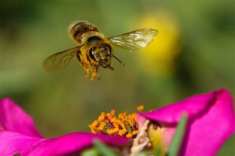 What Bees Can Teach Us About The Pollination