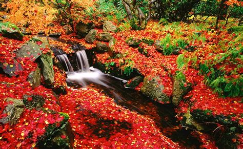 Stream In Autumn Stream Fall Red Colorful Silent Autumn Grass