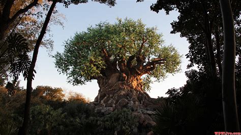 50 Disney Tree Of Life Wallpapers Wallpapersafari