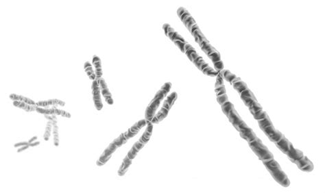What Is A Sex Chromosome With Pictures