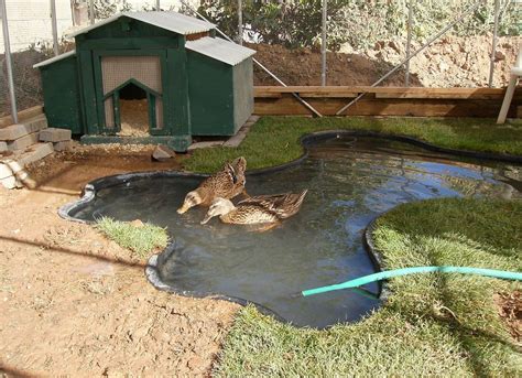 It's easier to do this if your pond to set up in such a way that you can install a drain in the bottom and simply drain out the bottom part of the water, close the drain and then top off the pond with fresh water. New pen layout | Duck enclosure, Backyard ducks, Duck coop