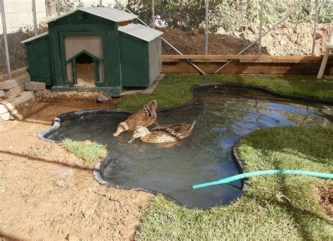Ducks build nests usually along side a lake or pond so animals can't get to them. Flickr | Duck coop, Backyard ducks, Duck enclosure