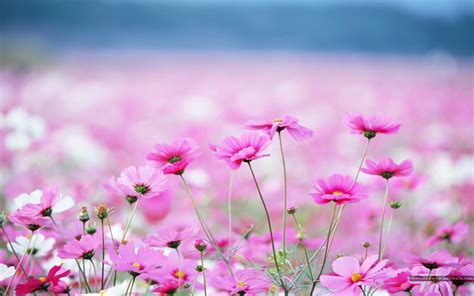 Las Mejores ImÁgenes Gratis Flores