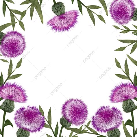 Watercolor Thistle Png Picture Thistle Flower Watercolor Frame