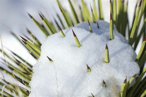 Growing cacti is not really difficult and can be quite rewarding. Can A Cactus Survive A Freeze? (& Protection Tips ...