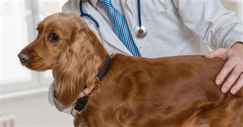 Autoimmune Disease In Dogs Dog Imha Tips Fidose Of Reality