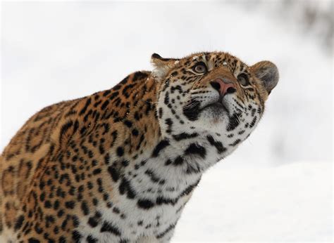 Animals Jaguar Predator Big Cat Hd Wallpaper Pxfuel