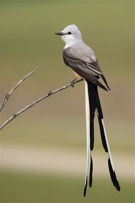 115 Best Images About Flitting Flycatchers On Pinterest Madagascar