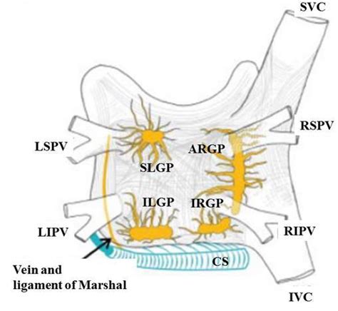 Structures Of Left Atrial Posterior Wall Argp Anterior Right Download Scientific Diagram