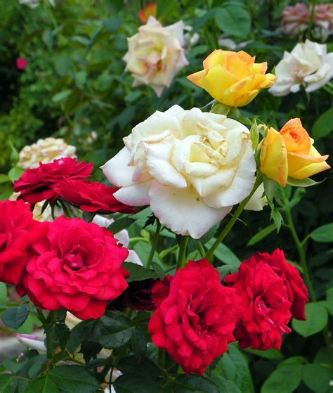 Multi Color Rosebush Pretty Multi Colored Rose Bush Produ Flickr