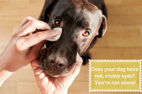 Eye Discharge In Dogs Symptoms Treatment And Causes Downward Paws
