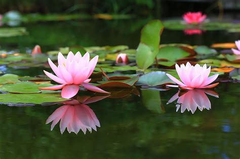 Hd Wallpaper Pond Background Water Lilies Water Lily Wallpaper Flare