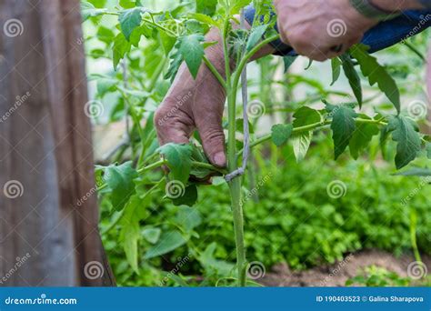 Men Adult Pinch And Remove Suckers On Tomato Plant Stock Image Image