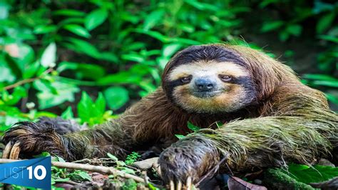 Our furry friends aren't just, well, friends. 10 Most Exotic Animals Owned As Pets Around The World ...