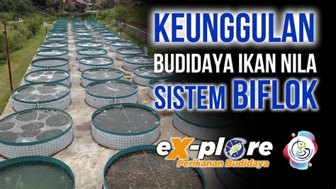 Keunggulan Budidaya Ikan Nila Sistem Bioflok YouTube