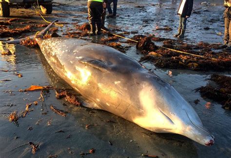 Timelapse Video Shows Autopsy Of Rare Cuviers Beaked Whale Whales