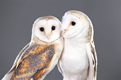 Barn Owls Pair Barn Owl Owl Barn Owl Art
