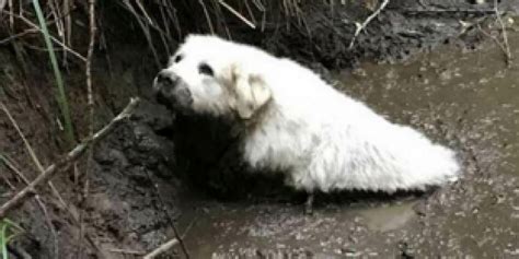 Giant Senior Pup Stranded In The Mud Hes Finally Saved But Not By A