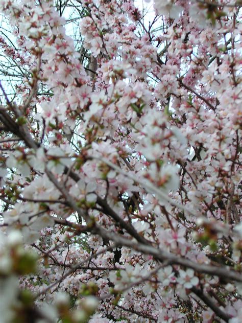 Cherry Blossom 21 Photosshankargalleryset Flickr