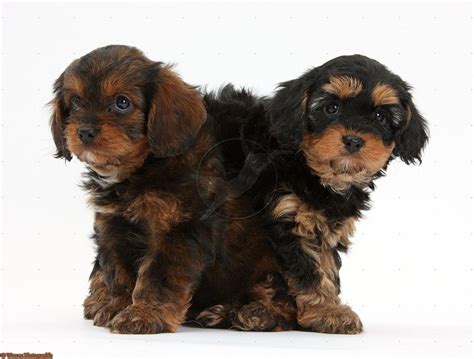 Cavapoos The One On The Right Reminds Me Of My Bailey When She Was A