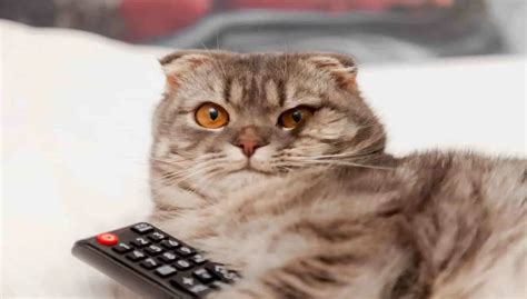 Why Do Cats Watch Tv Check These Possible Reasons