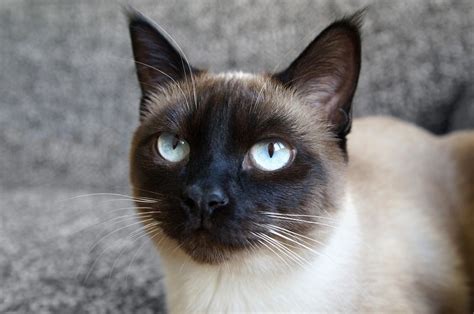 9 Types Of Siamese Cats