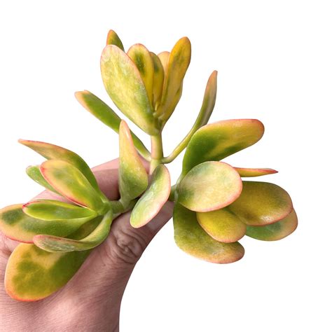crassula ovata hummel sunset golden jade plant 3 cuttings thenextgardener