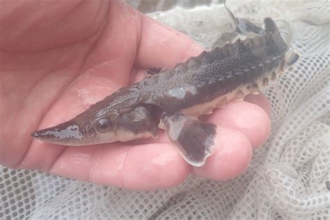 The lake sturgeon (acipenser fulvescens), also known as the rock sturgeon, is a north american temperate freshwater fish, one of about 25 species of sturgeon. Acipenser fulvescens » NCFishes.com