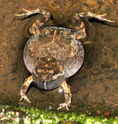 Túngara Frogs Songs Attract Females And Also Predators The New York