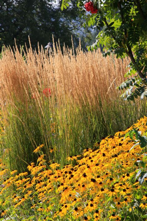 How To Care For Ornamental Grasses In The Fall To Cut Or Not To Cut