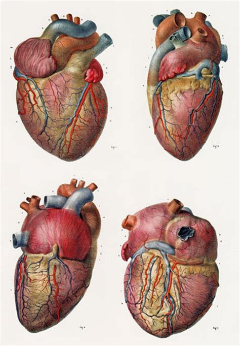 Ml Vintage S Medical Human Heart Surgical Poster Re Etsy