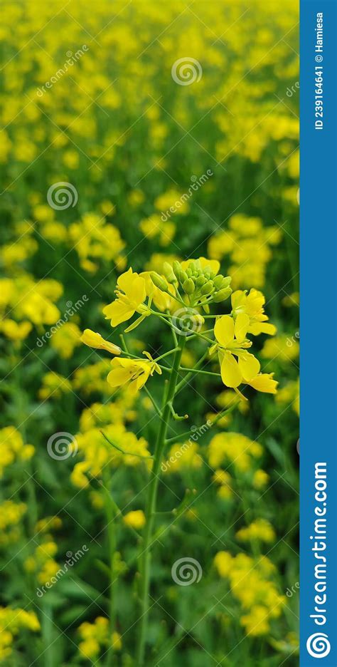 Mustard Plant Beautiful Stock Image Image Of Field 239164641