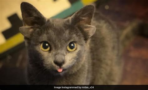 Kitten Born With Four Ears Finds A Forever Home Bharat Times
