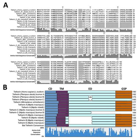 Multiple Sequence Alignment Msa And Protein Domains Of Mammalian