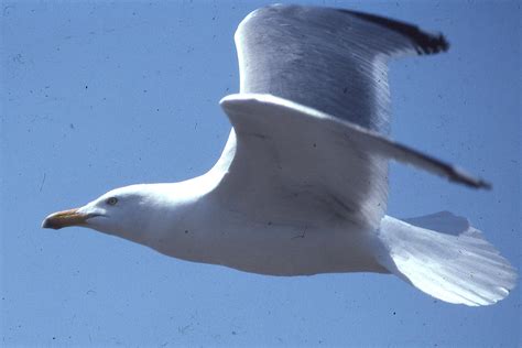 Herring Gull In Flight Photograph By Herbert Gatewood Fine Art America