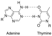 06 (1 point) cytosine and adenine adenine and thymine o guanine and thymine thymine and cytosine 14 evidence suspect c evidence suspect d suspect b evidence suspect a evidence in hirt. Structural Biochemistry/Nucleic Acid/DNA - Wikibooks, open books for an open world