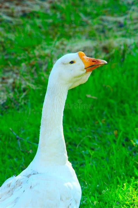 White Bird Long Neck Stock Photos Download 14588 Royalty Free Photos