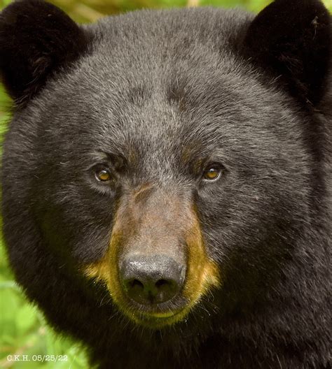 American Black Bear From Townshend Vt Usa On May 25 2022 At 0251 Pm