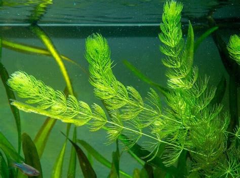 Floating Anacharis