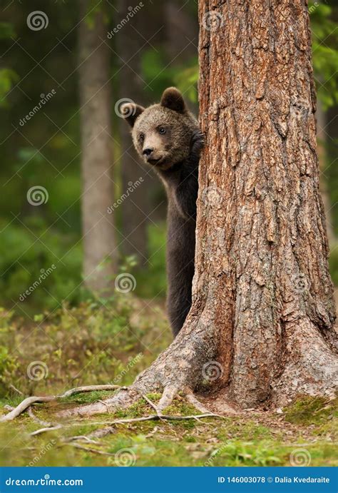 European Brown Bear Cub Hiding Behind The Tree Stock Photo Image Of