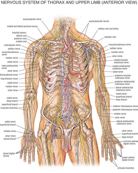 Nervous System Of Thorax And Upper Limb Anterior View Human Skeleton