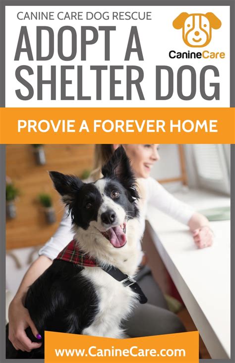 Pet Adoption Shelter Poster Template Mycreativeshop