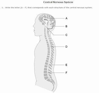 The best free labeled drawing images. Nervous System Worksheet High School Inspirational Nervous System Worksheet Pack with Diagrams ...