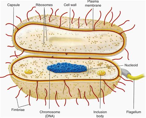 Bacteria Structure