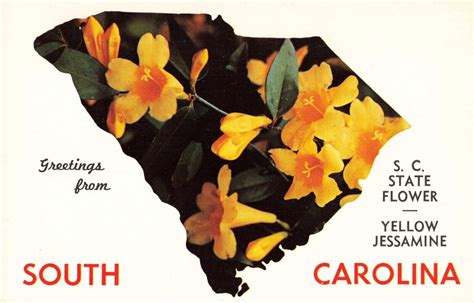 Postcard Map South Carolina State Flower Yellow Jassamine Sc Ebay