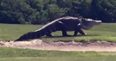 Video Of Giant Alligator On Florida Golf Course Leaves Millions In Awe