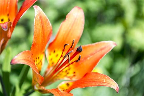 100 free tiger lily and nature images pixabay